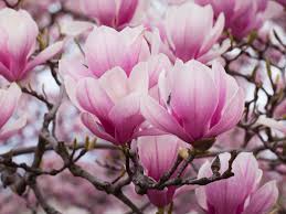 Attēlu rezultāti vaicājumam “Magnolia”