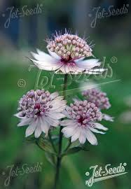 Attēlu rezultāti vaicājumam “Astrantia major fruit”