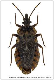 Attēlu rezultāti vaicājumam “Aradus betulae”