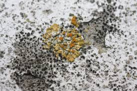 Attēlu rezultāti vaicājumam “Caloplaca saxicola”