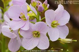 Attēlu rezultāti vaicājumam “Cardamine pratensis flower”