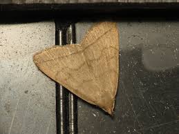 Attēlu rezultāti vaicājumam “Zanclognatha tarsipennalis”