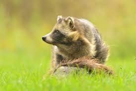 Attēlu rezultāti vaicājumam “Nyctereutes procyonoides”