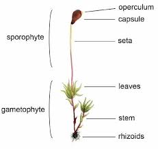 Attēlu rezultāti vaicājumam “sporophyte”