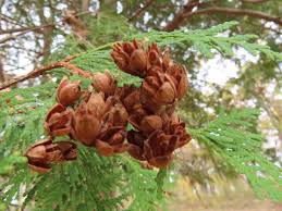 Attēlu rezultāti vaicājumam “Thuja occidentalis”