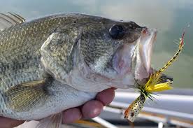 Image result for Micropterus salmoides