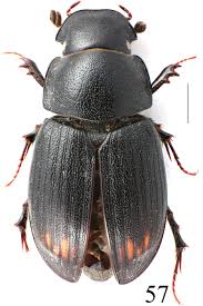 Attēlu rezultāti vaicājumam “Aphodius subterraneus”