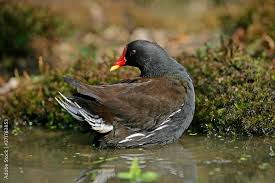 Attēlu rezultāti vaicājumam “Gallinula chloropus adult”