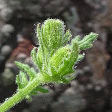 Attēlu rezultāti vaicājumam “Senecio viscosus leaf”