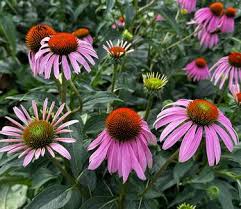 Attēlu rezultāti vaicājumam “Echinacea purpurea flower”