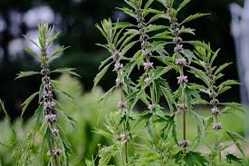 Attēlu rezultāti vaicājumam “Leonurus cardiaca leaf”