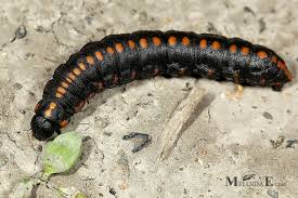 Attēlu rezultāti vaicājumam “Cucullia lucifuga”