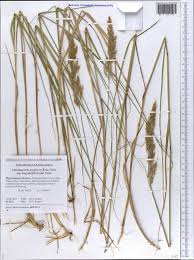 Attēlu rezultāti vaicājumam “Calamagrostis purpurea”