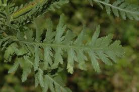 Image result for Achillea filipendulina