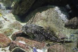 Image result for Scorpaena porcus