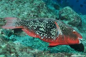 Image result for Scarus rubroviolaceus