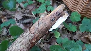 Attēlu rezultāti vaicājumam “Skeletocutis nivea”