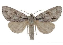 Attēlu rezultāti vaicājumam “Acronicta cuspis”