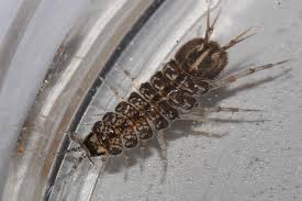 Attēlu rezultāti vaicājumam “Asellus aquaticus”