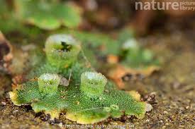 Attēlu rezultāti vaicājumam “Marchantia polymorpha”