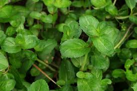 Attēlu rezultāti vaicājumam “Veronica beccabunga leaf”