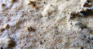 Attēlu rezultāti vaicājumam “Porotheleum fimbriatum”