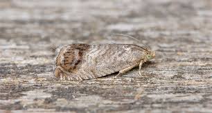 Attēlu rezultāti vaicājumam “Cydia splendana”