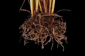 Attēlu rezultāti vaicājumam “Juncus bufonius fruit”