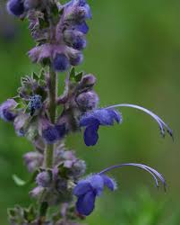 Attēlu rezultāti vaicājumam “Pohlia sphagnicola”