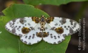 Attēlu rezultāti vaicājumam “Abraxas sylvata”