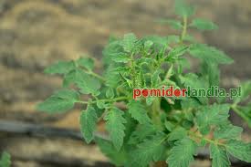 Afbeeldingsresultaat voor kosmonaut volkov 68D tomato