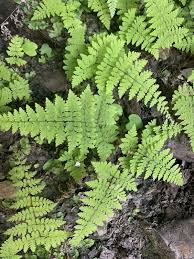 Attēlu rezultāti vaicājumam “Gymnocarpium robertianum”