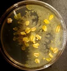 Attēlu rezultāti vaicājumam “Physarum obscurum plasmodium”