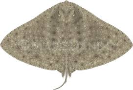 Image result for Gymnura altavela