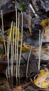 Attēlu rezultāti vaicājumam “Macrotyphula juncea”