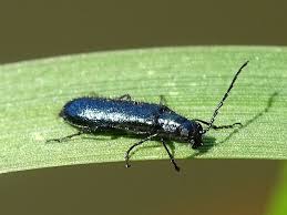 Attēlu rezultāti vaicājumam “Dasytes caeruleus imago”