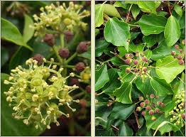 Attēlu rezultāti vaicājumam “Hedera helix  flower”