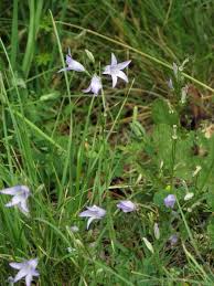 Image result for Campanula patula