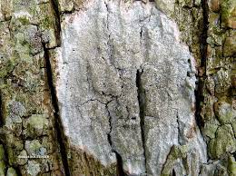 Attēlu rezultāti vaicājumam “Pertusaria coccodes”