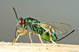 Attēlu rezultāti vaicājumam “Rhabdophaga rosaria”