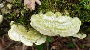 Attēlu rezultāti vaicājumam “Trametes hirsuta”