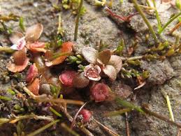 Attēlu rezultāti vaicājumam “Elatinaceae”