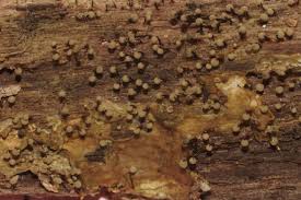 Attēlu rezultāti vaicājumam “Cribraria piriformis macro”