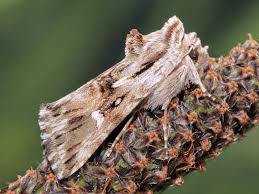 Attēlu rezultāti vaicājumam “Panolis umbra”