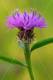 Attēlu rezultāti vaicājumam “Centaurea jacea bud”