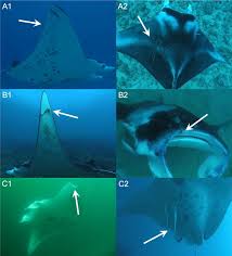 Image result for Mobula alfredi
