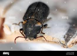 Attēlu rezultāti vaicājumam “Anobium pertinax”