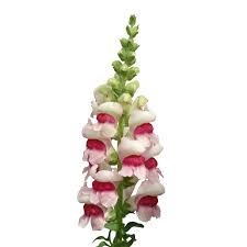 Attēlu rezultāti vaicājumam “Antirrhinum majus”