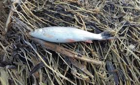 Image result for Chondrostoma nasus