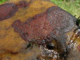 Attēlu rezultāti vaicājumam “Hildenbrandia rivularis”